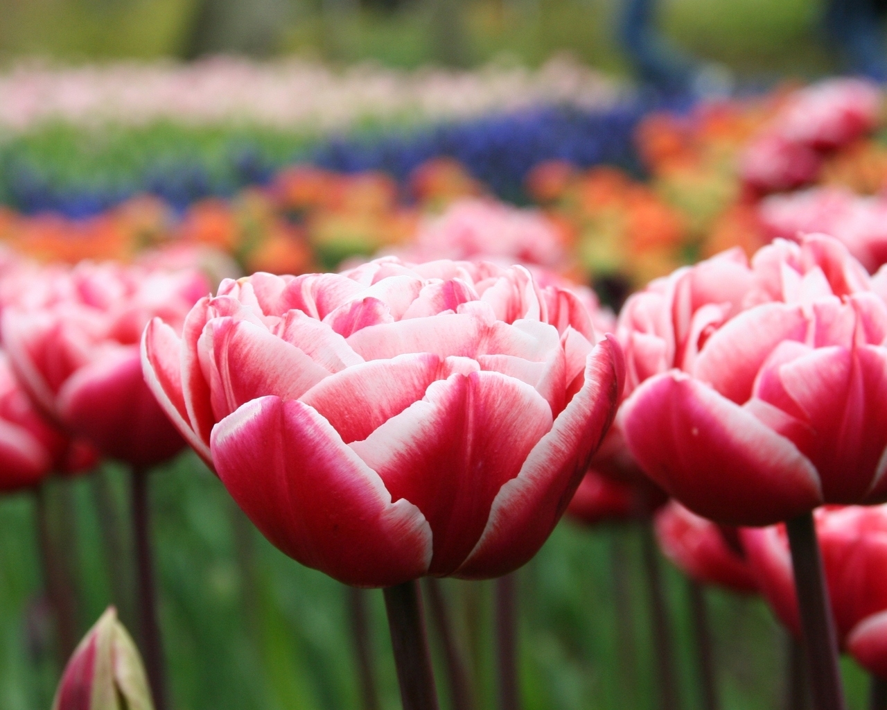 Распустившиеся тюльпаны