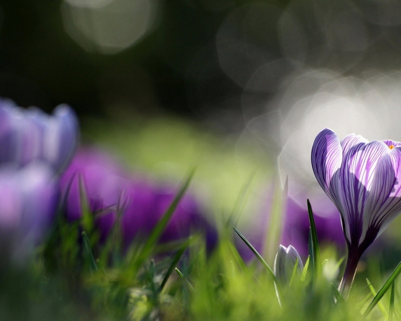 Распустившийся крокус