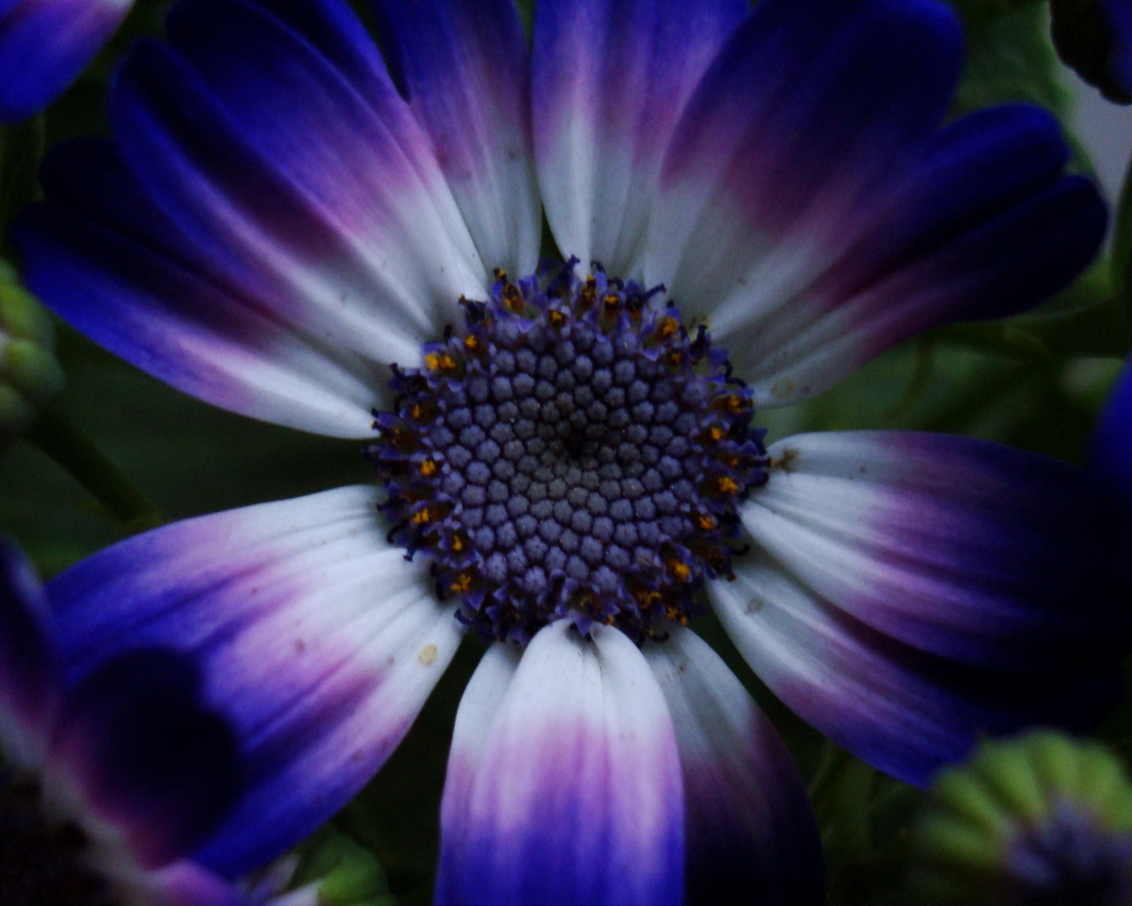 Синий цветок