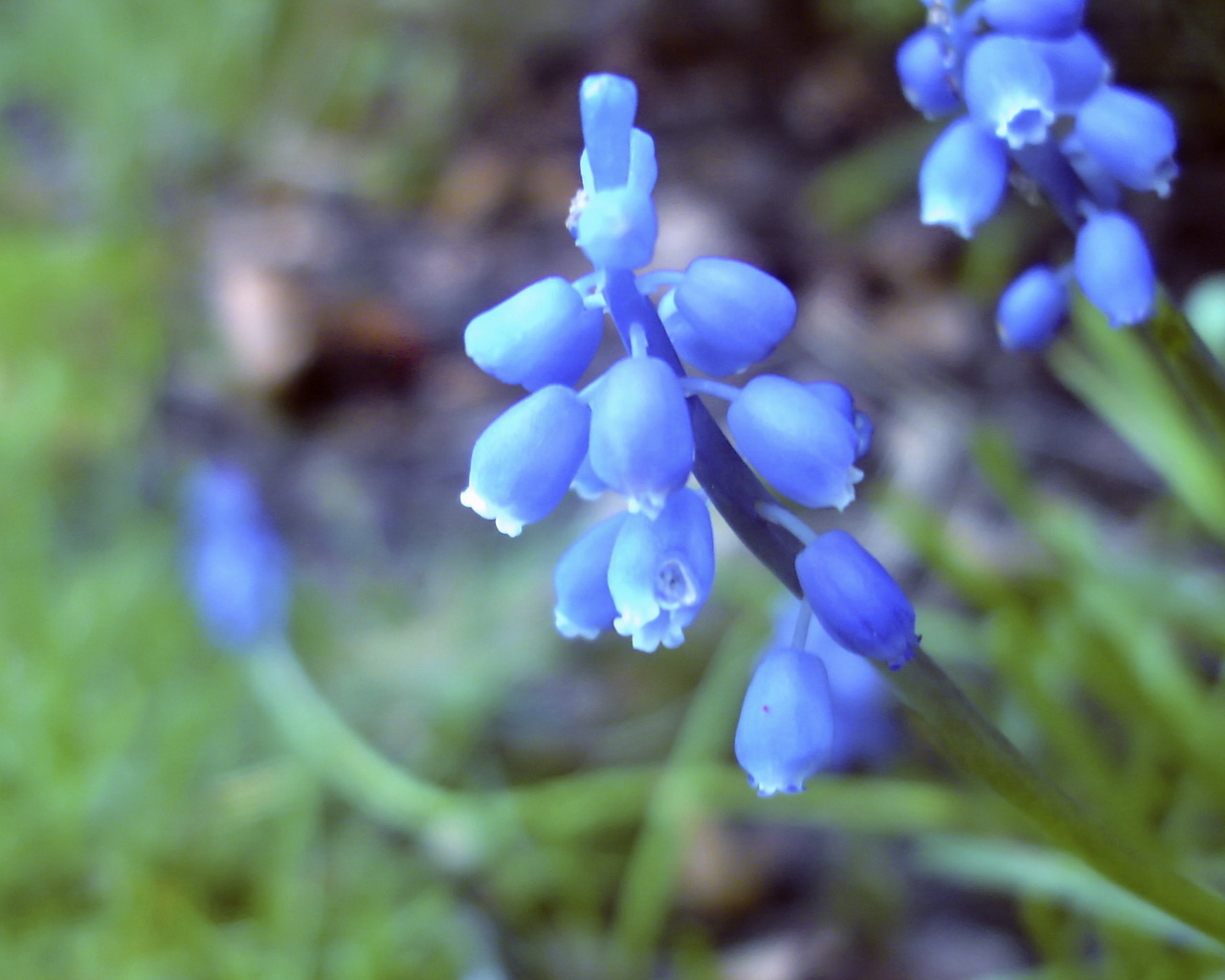 Голубые цветочки