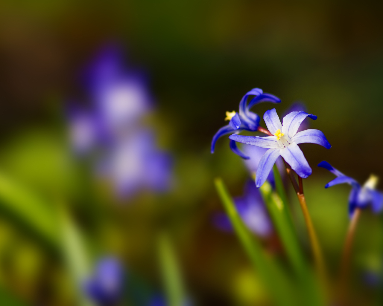 Синии цветочки