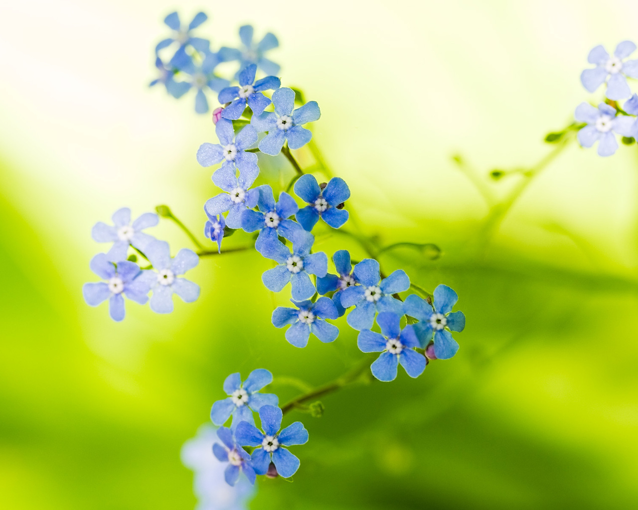 Голубые цветочки