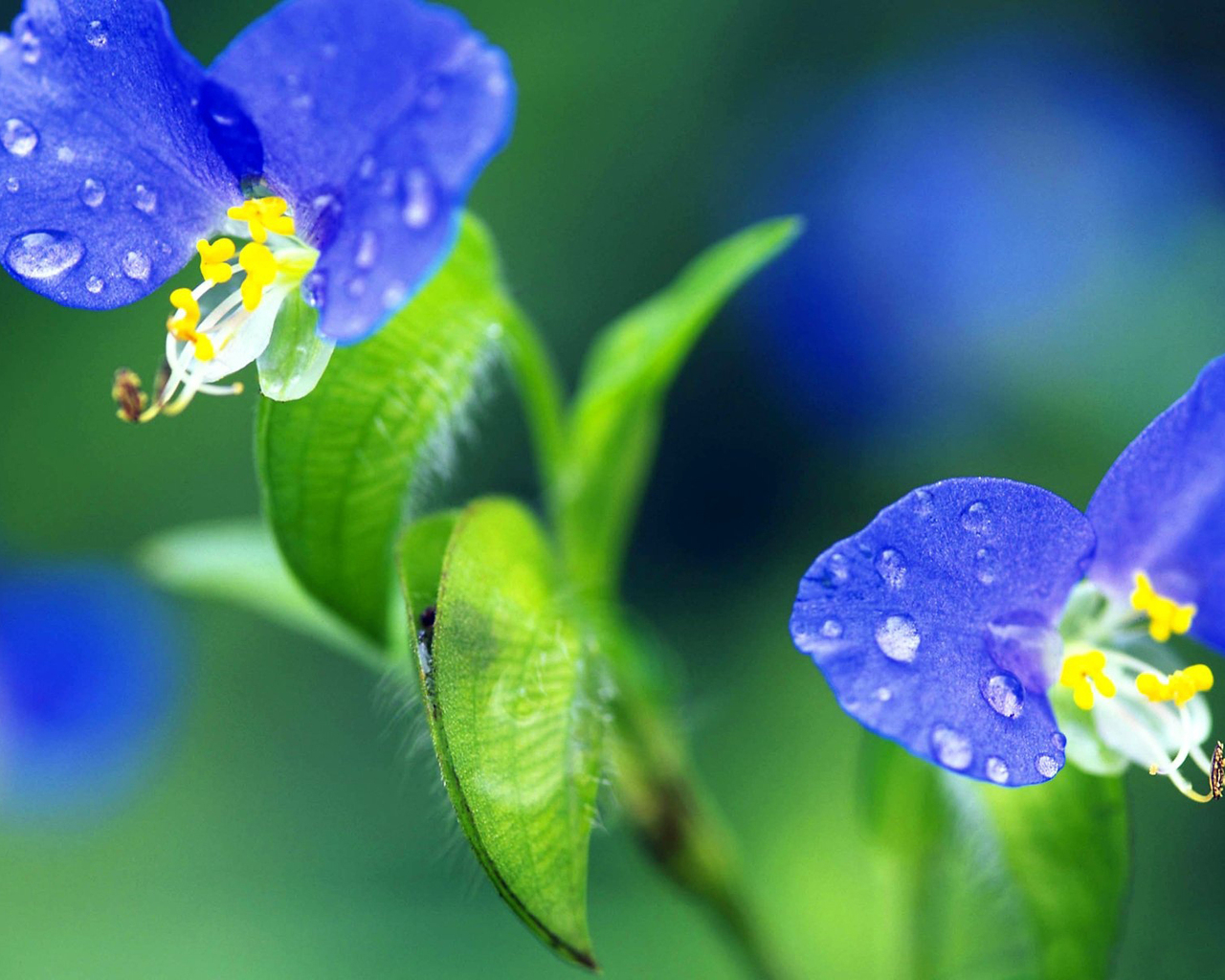 Синие цветочки