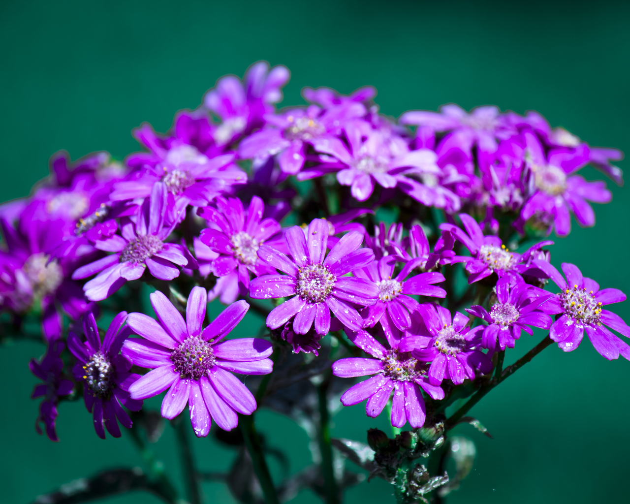 Букет цветов