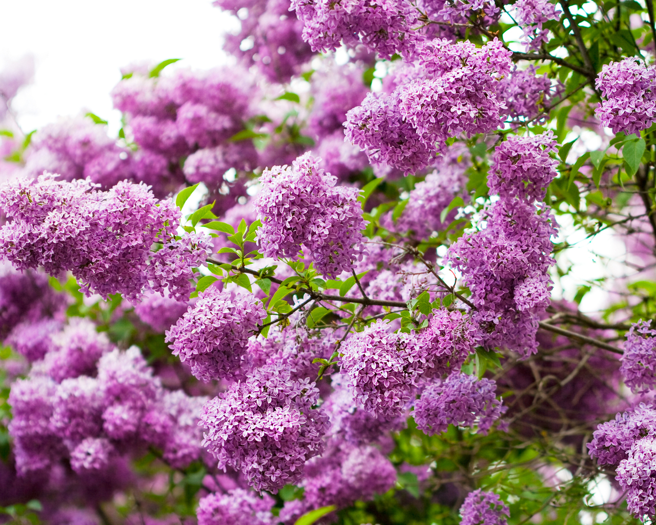 Ветки сирени