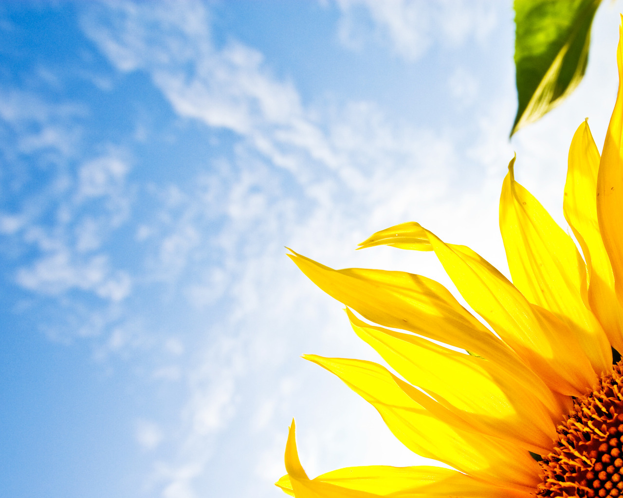 яркий Подсолнух