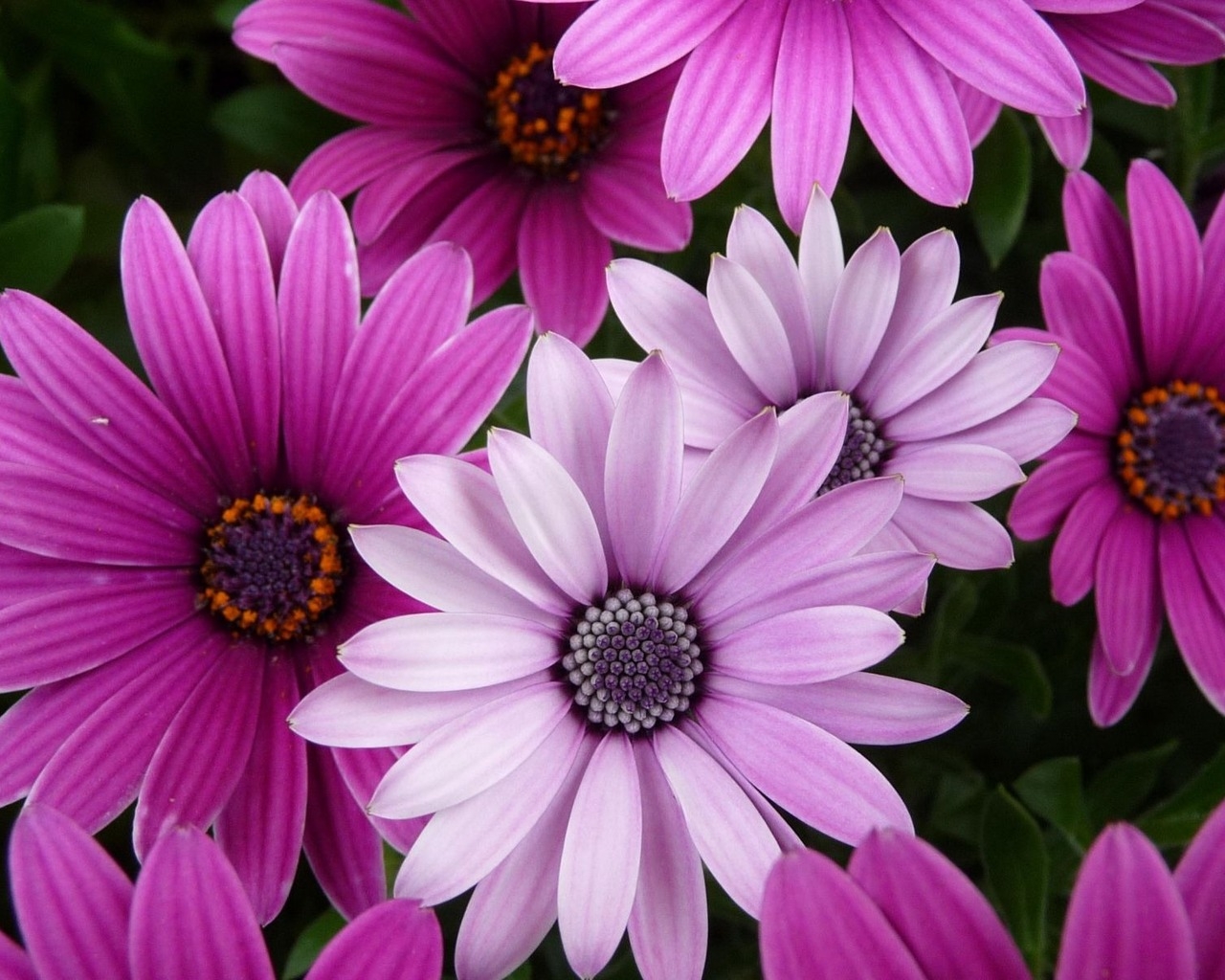 Яркие цветы