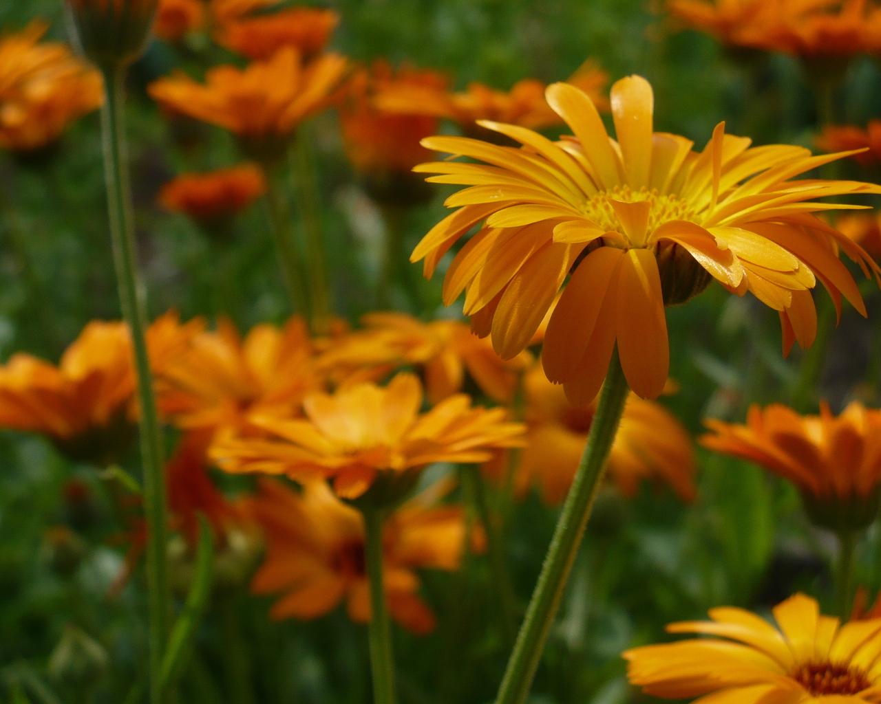 Яркие герберы