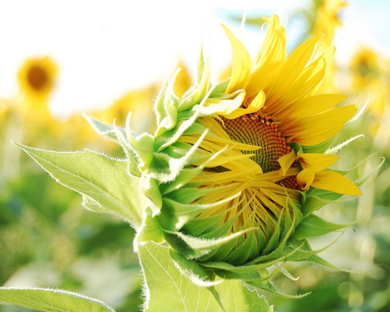 Распускающийся подсолнух