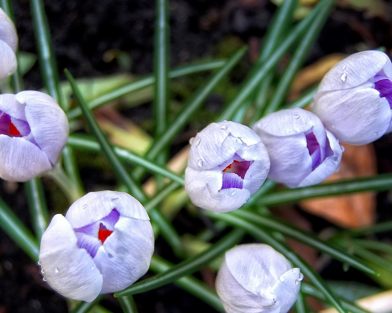 Бутоны шафрана