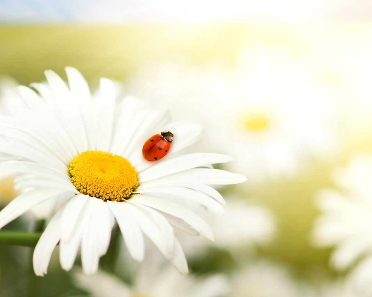 Ромашка и божья коровка