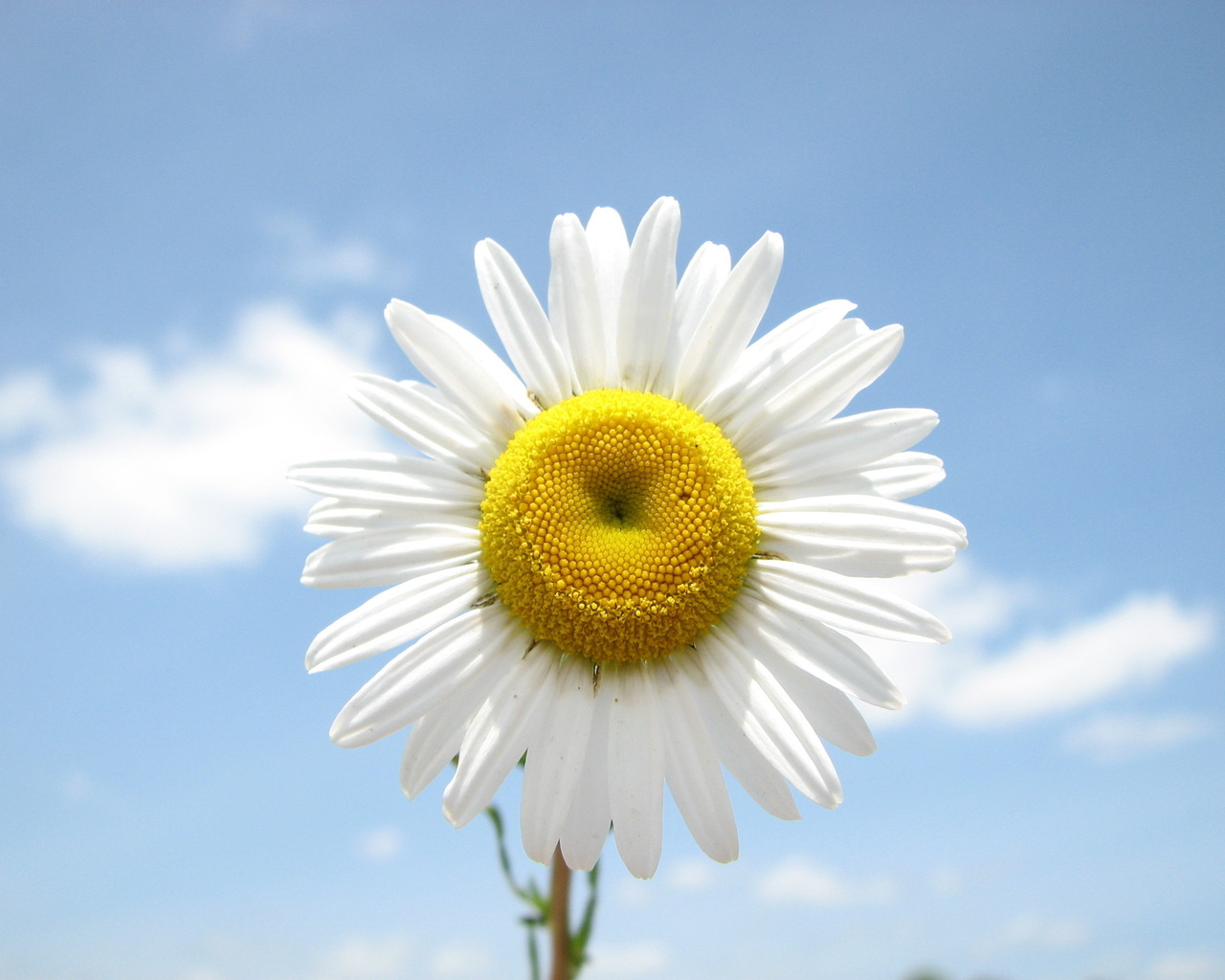 Веселая ромашка