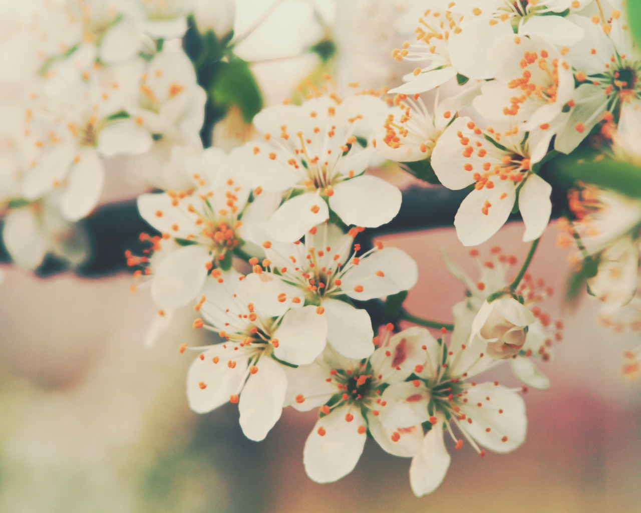 Цветение вишни