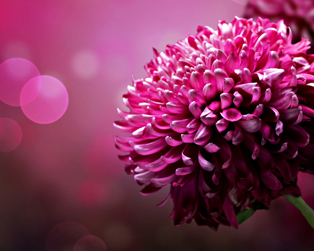 Хризантема