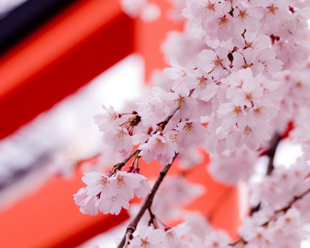 Цвет саккуры