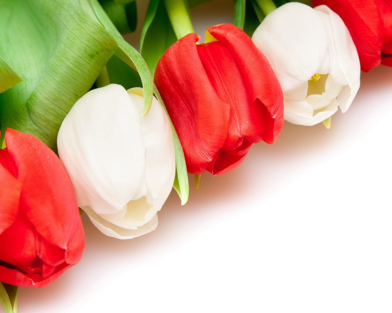 Разноцветные тюльпаны