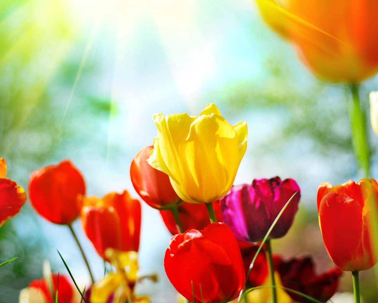 Разноцветные тюльпаны