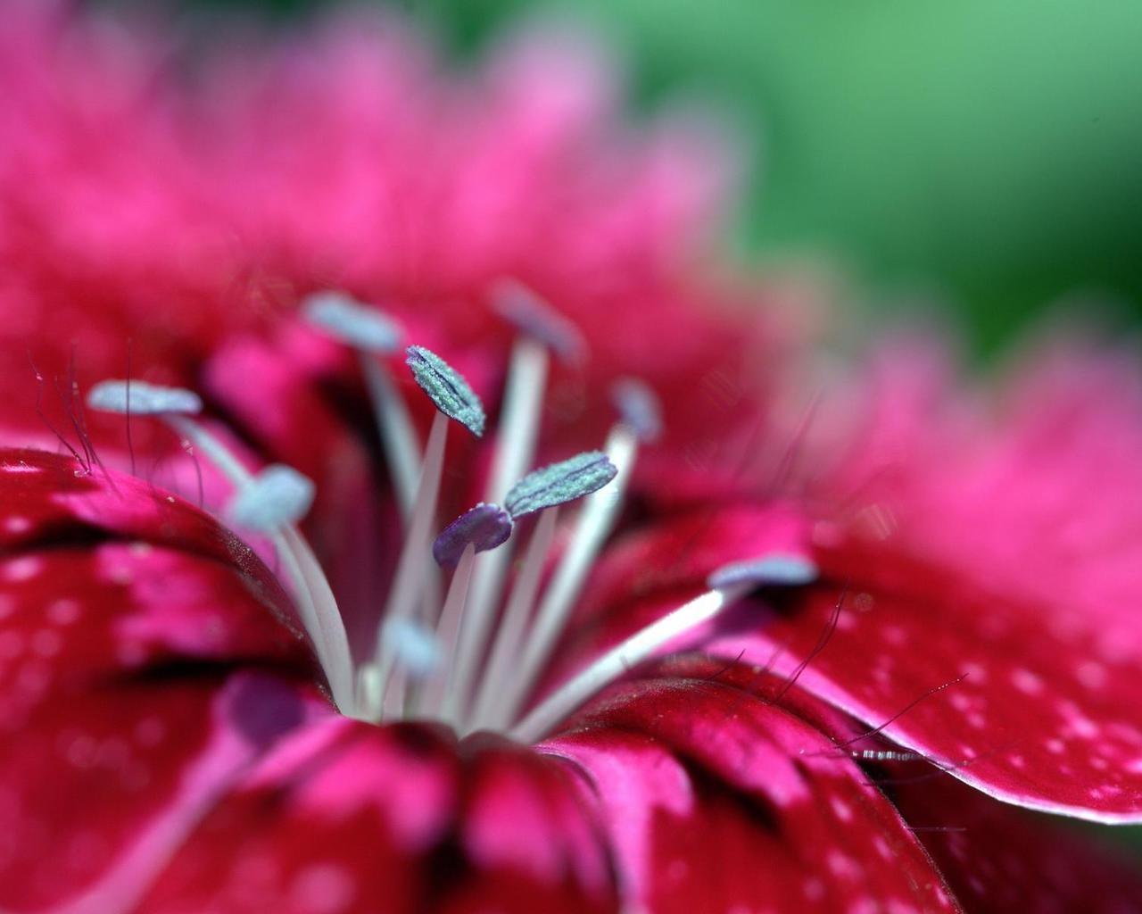 Малиновый цветок