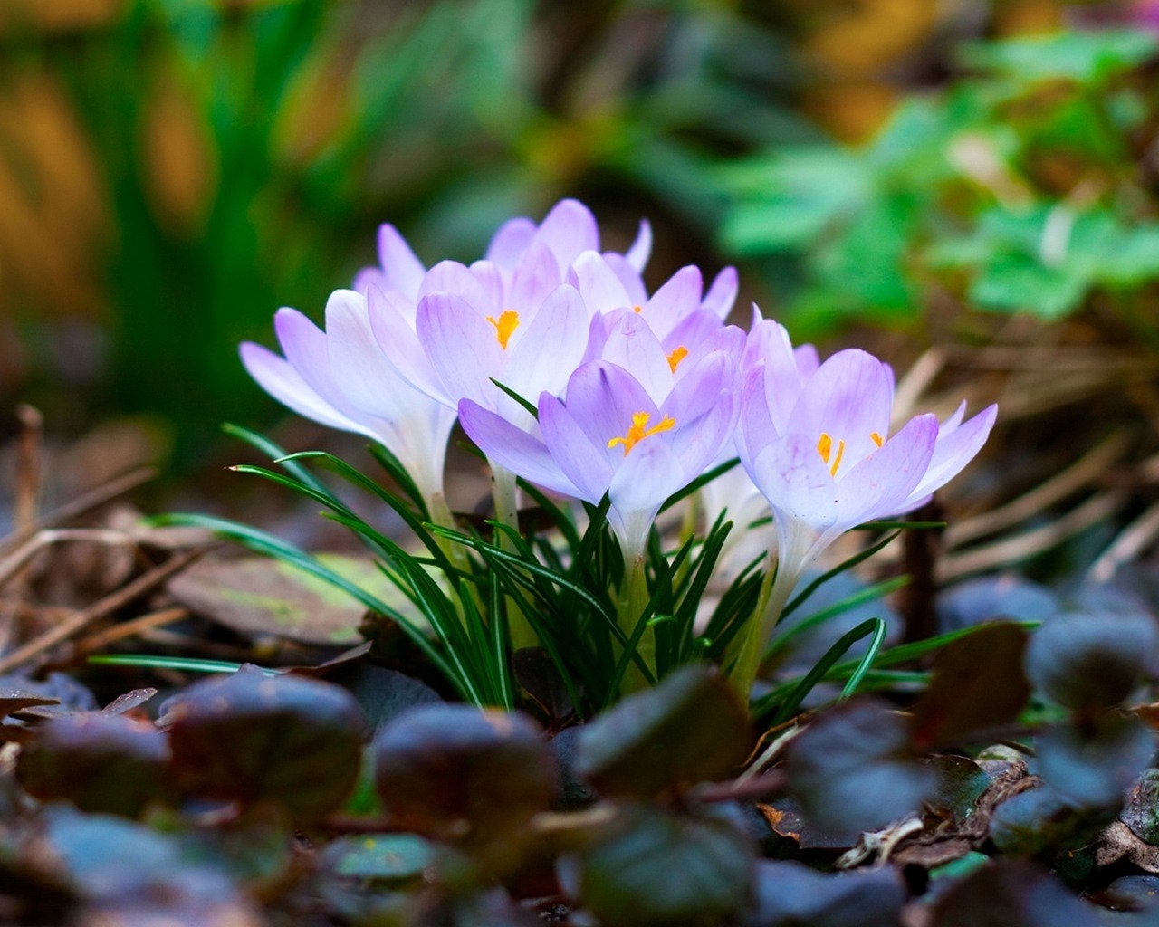 Крокусы