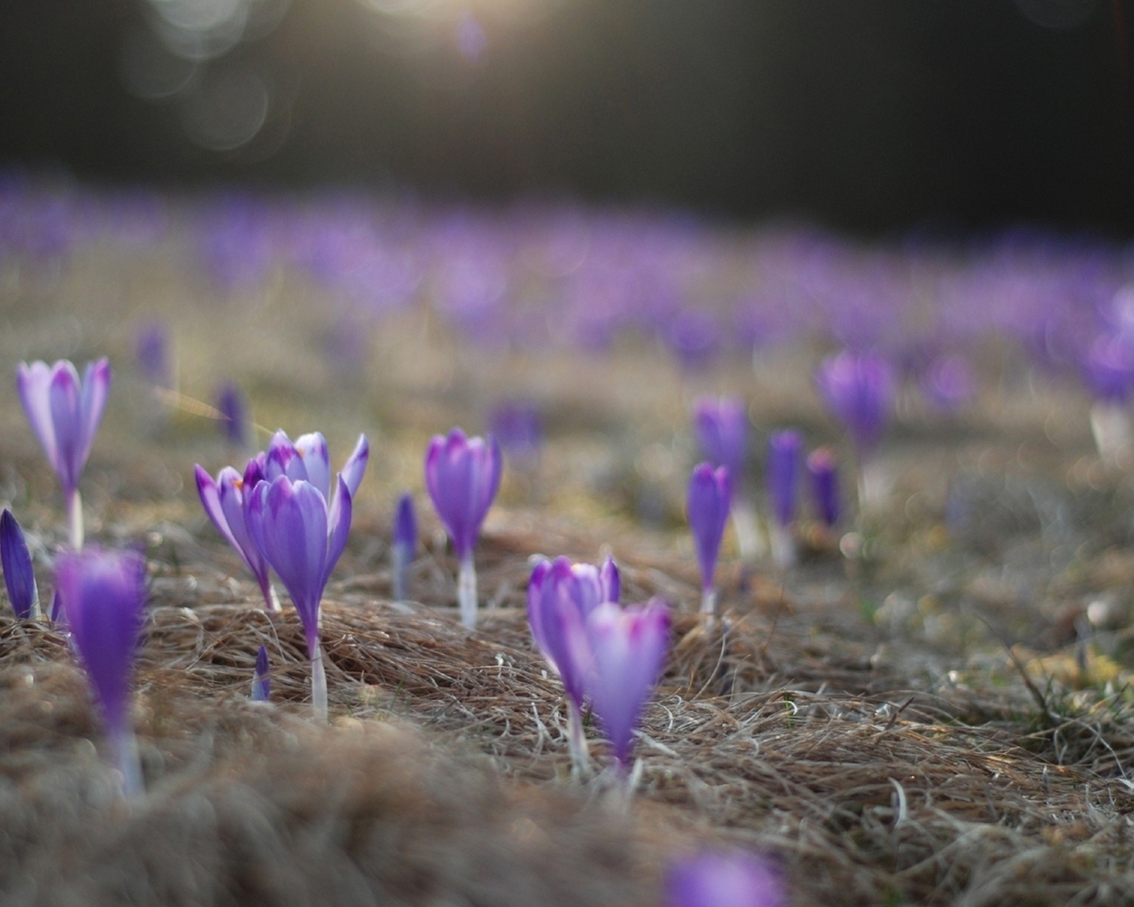 Расцветающие крокусы
