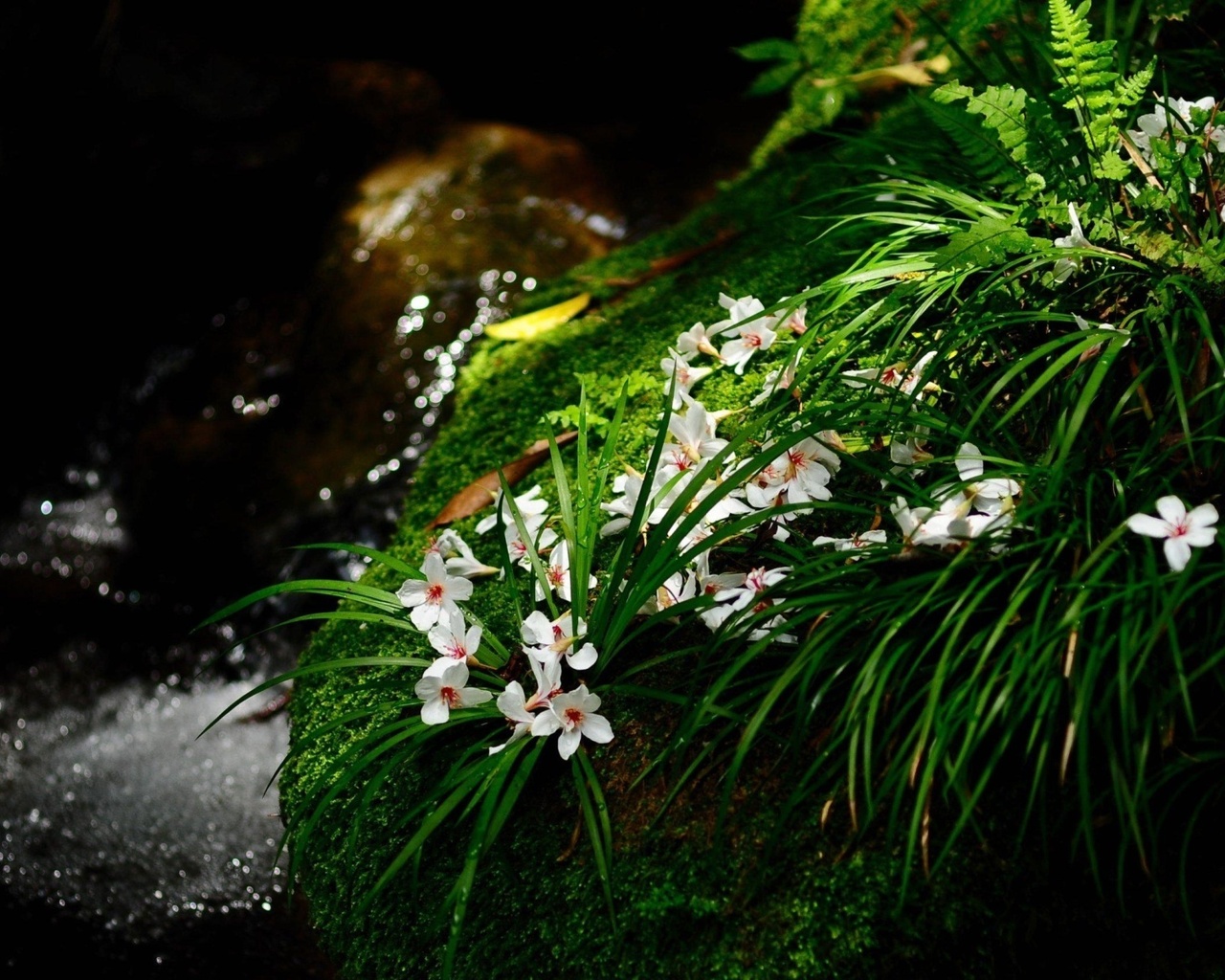 Цветочки у ручья