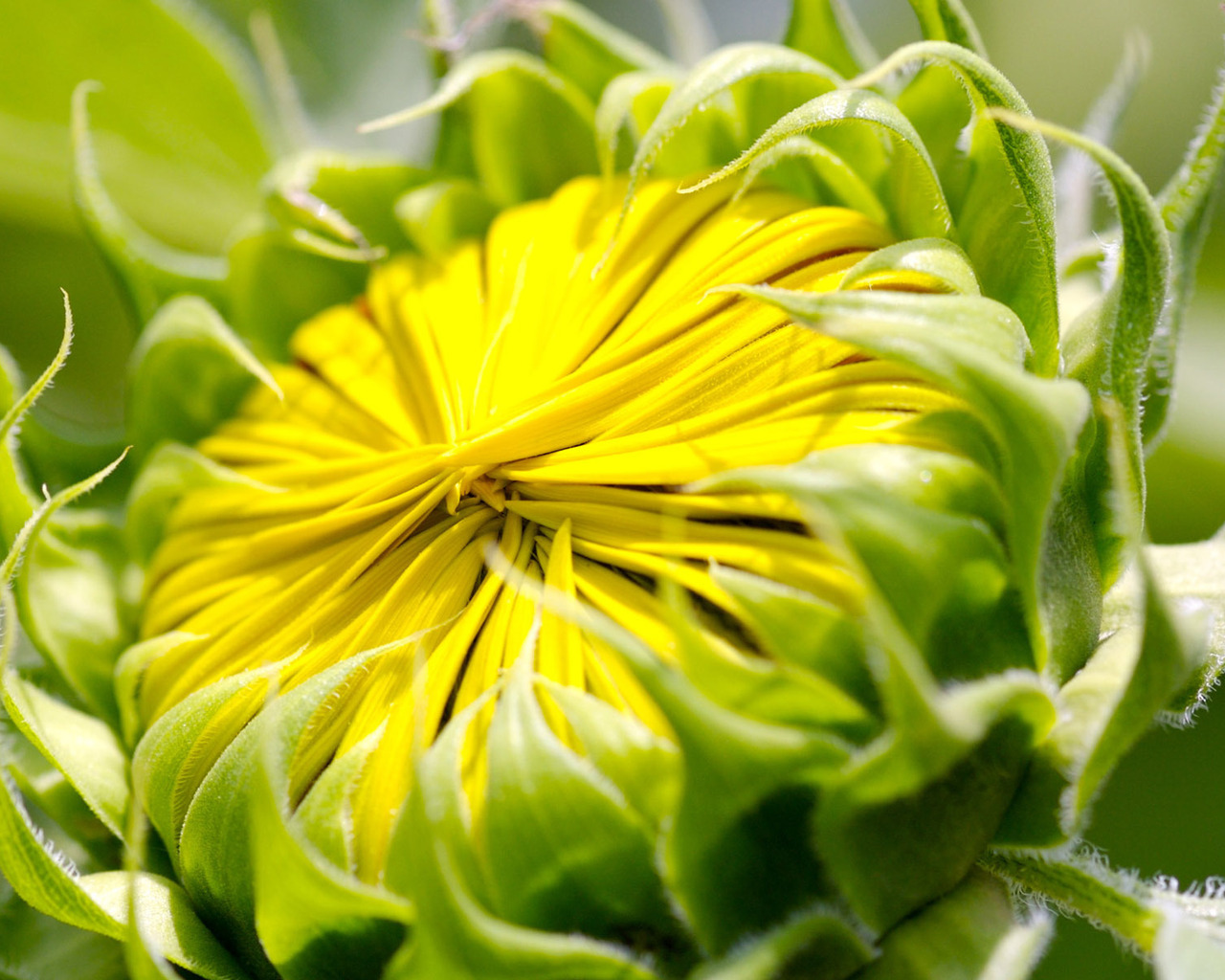 Бутон цветка, макро