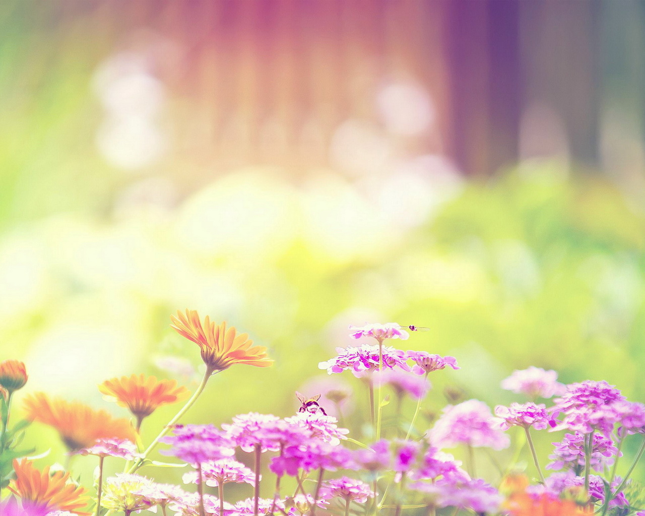 Цветы на клумбе