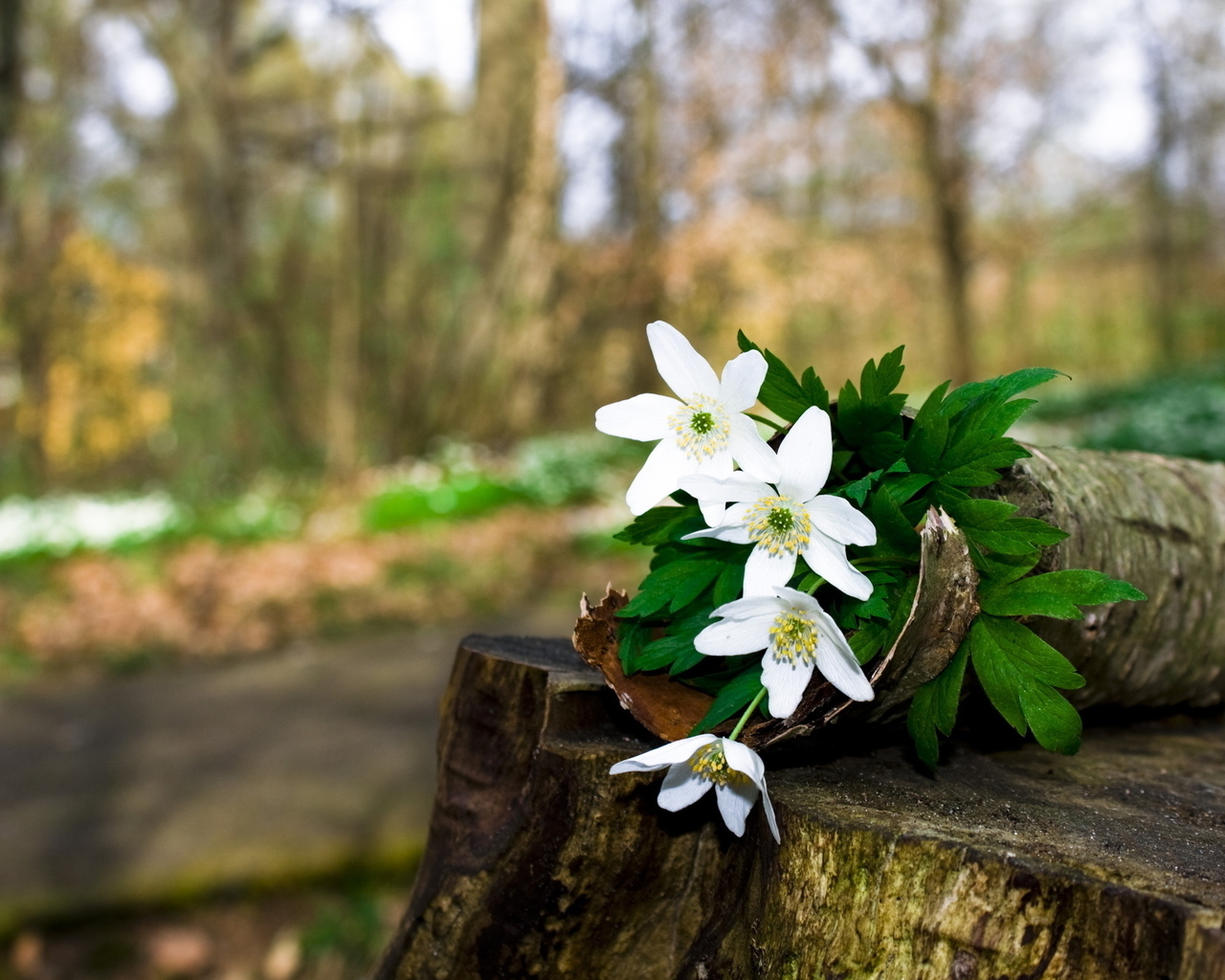 Цветочки на пьне