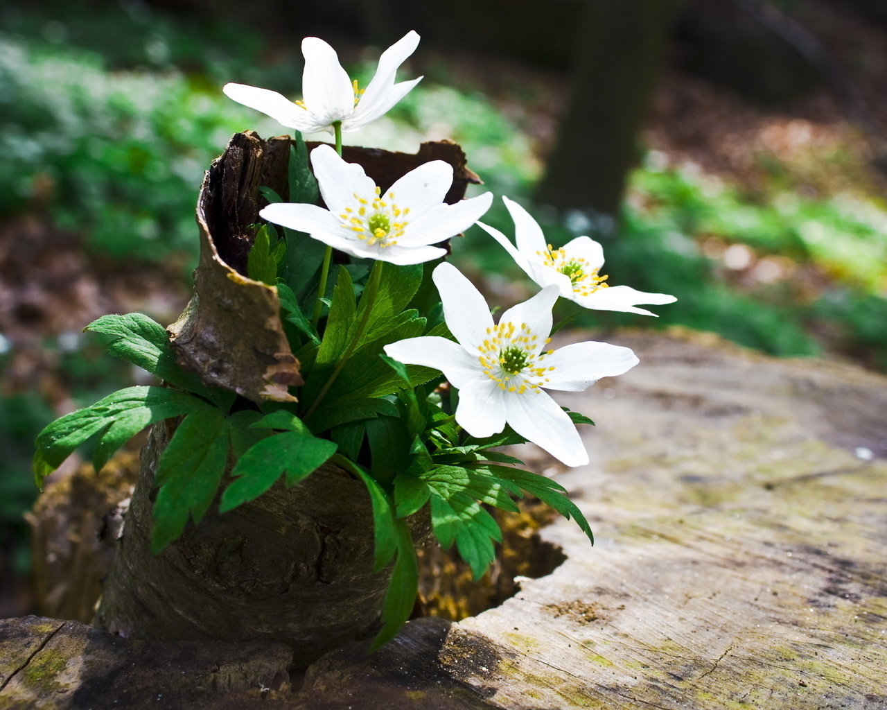 Цветы на пеньке