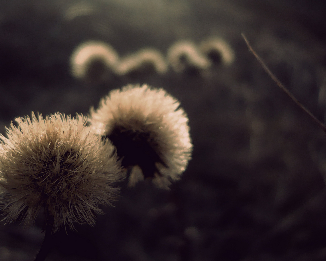 Пушистые шапки