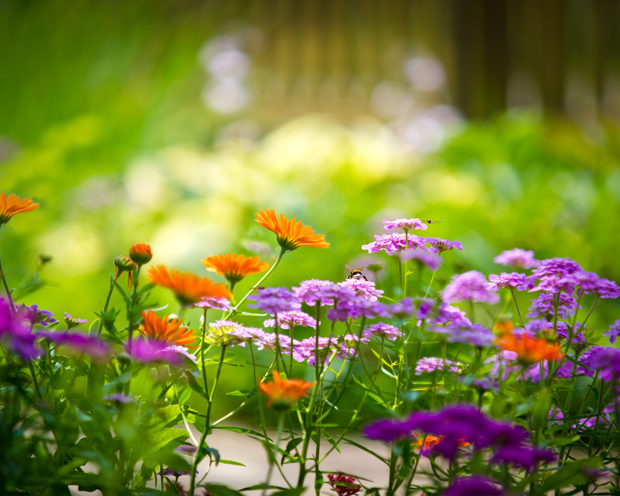 Садовые цветочки