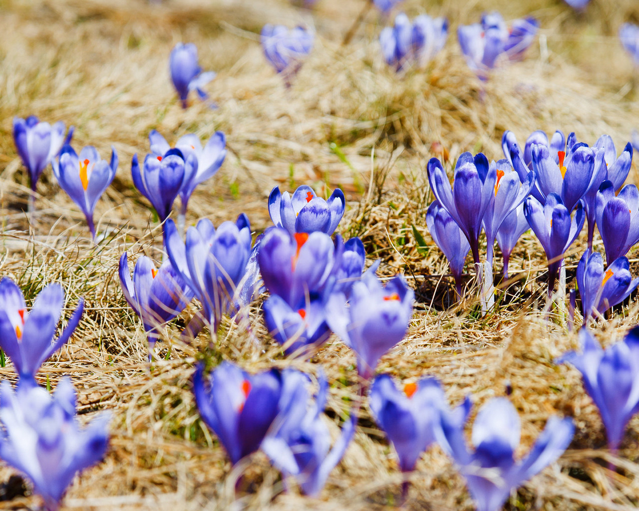 Поляна крокусов