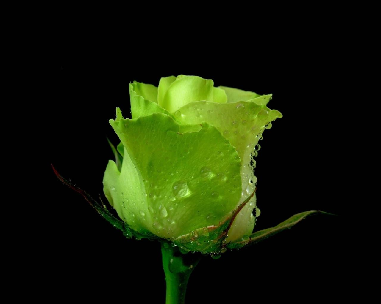 Зеленая роза