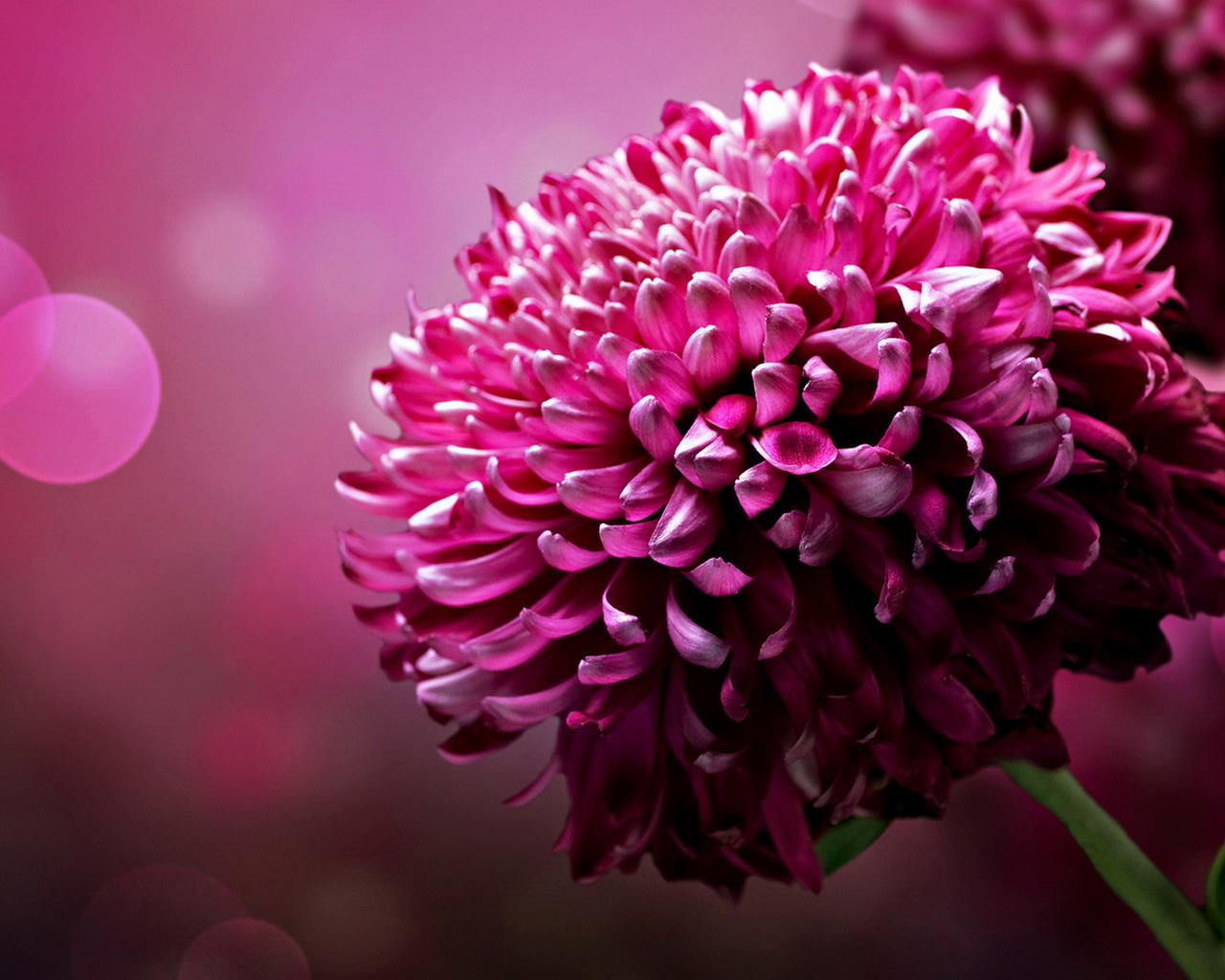 Большой цветок