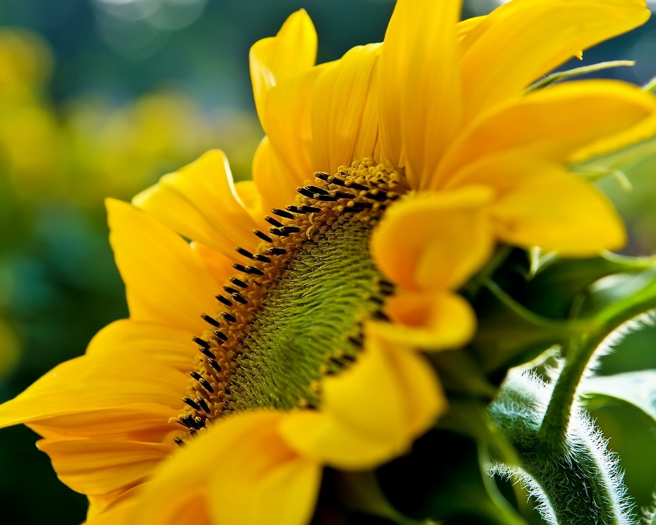 Большой подсолнух