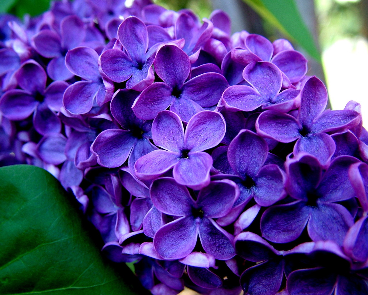 Ветка сирени