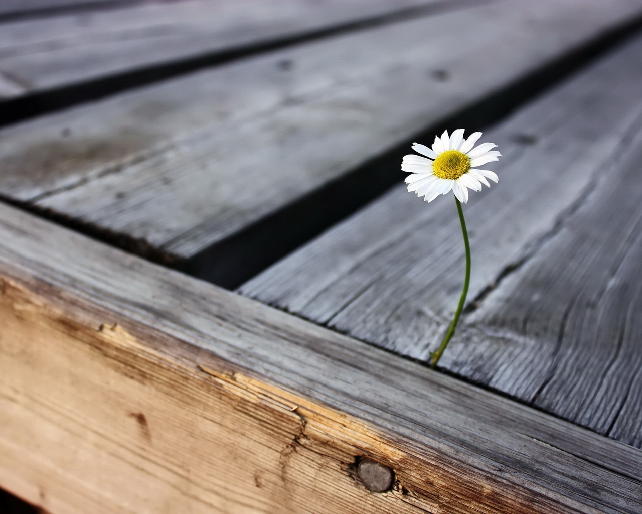 Одинокая ромашка