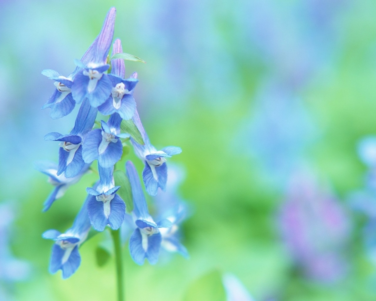 Луговые цветочки