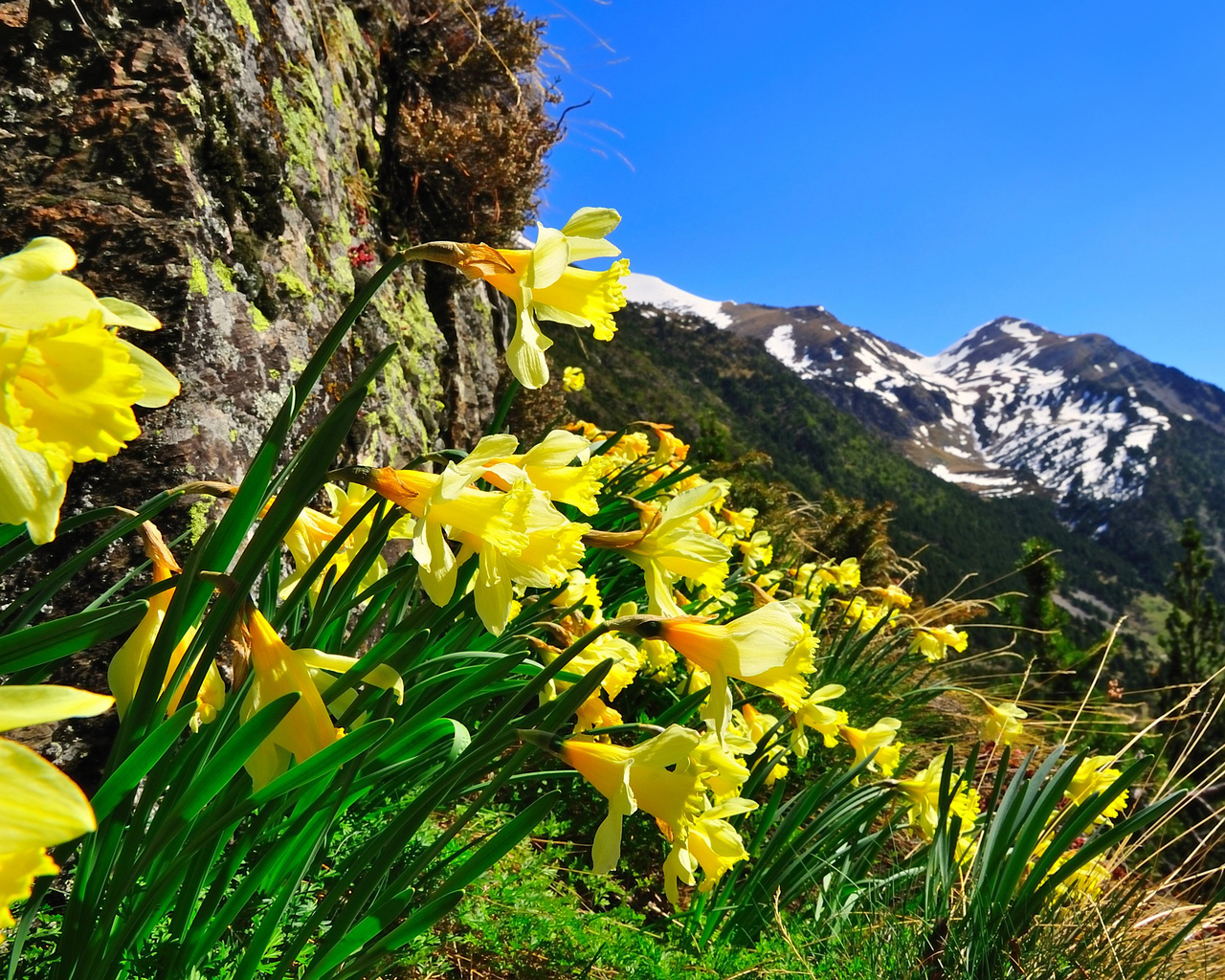 Нарцисы в горах