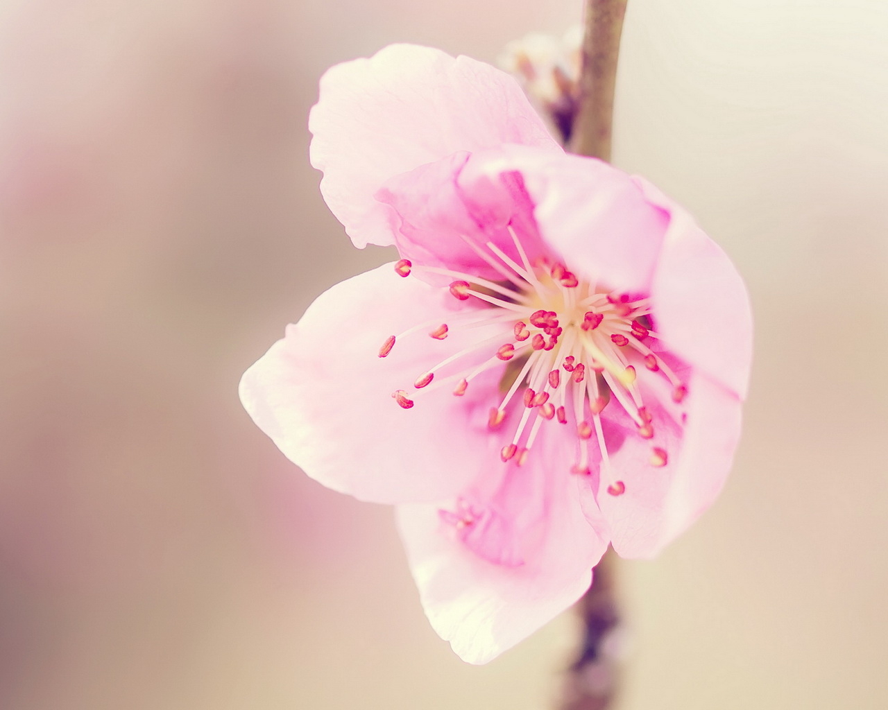 Розовый цветочек