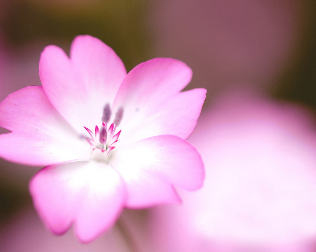 Розовый цветок