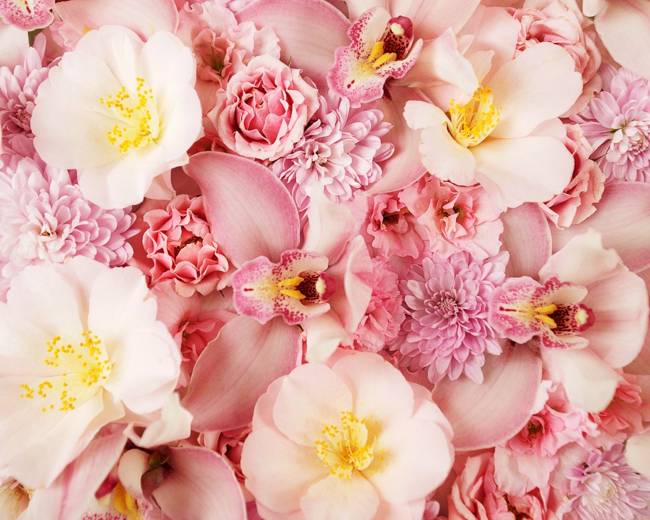 Розовые цветы