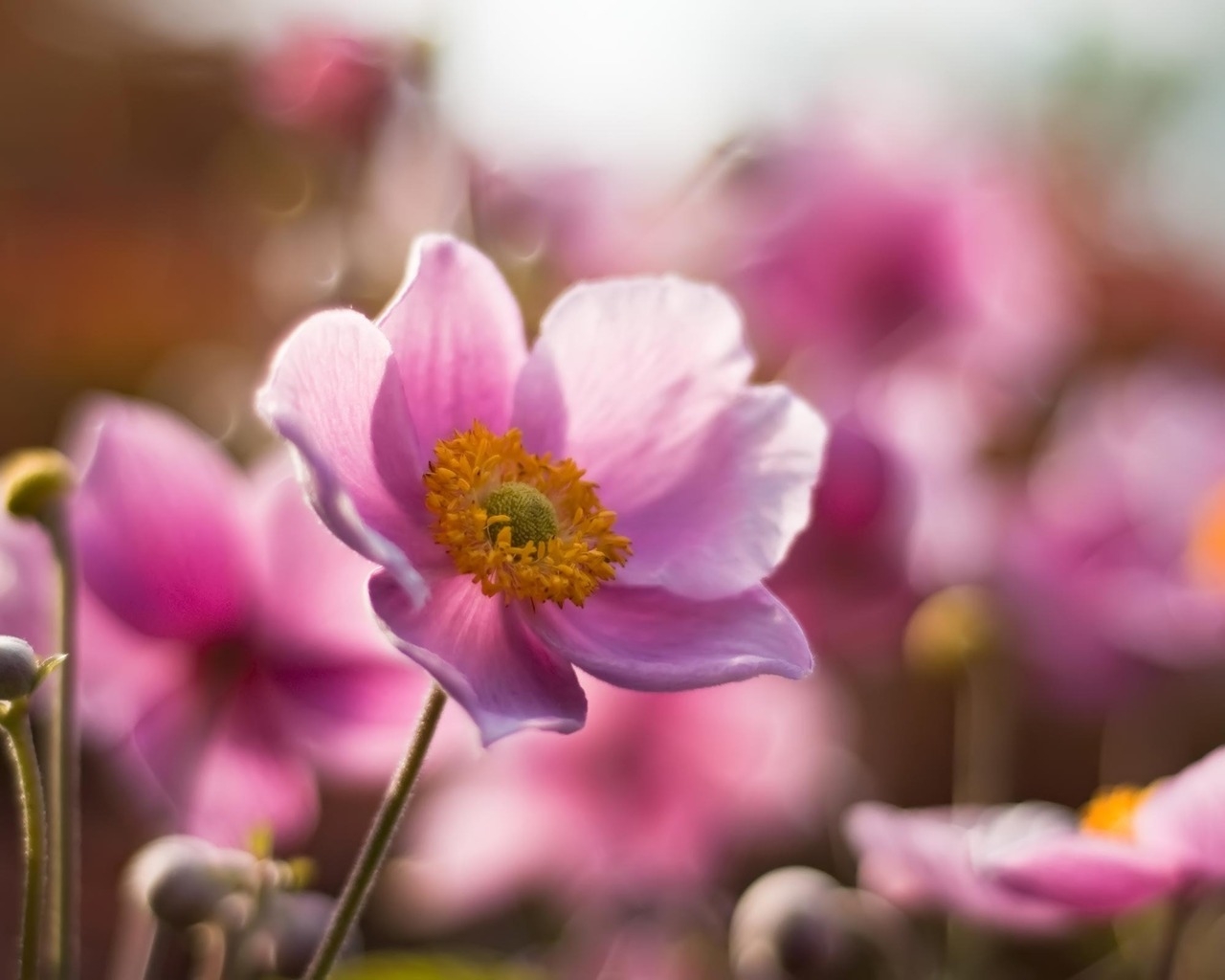 Розовые цветочки