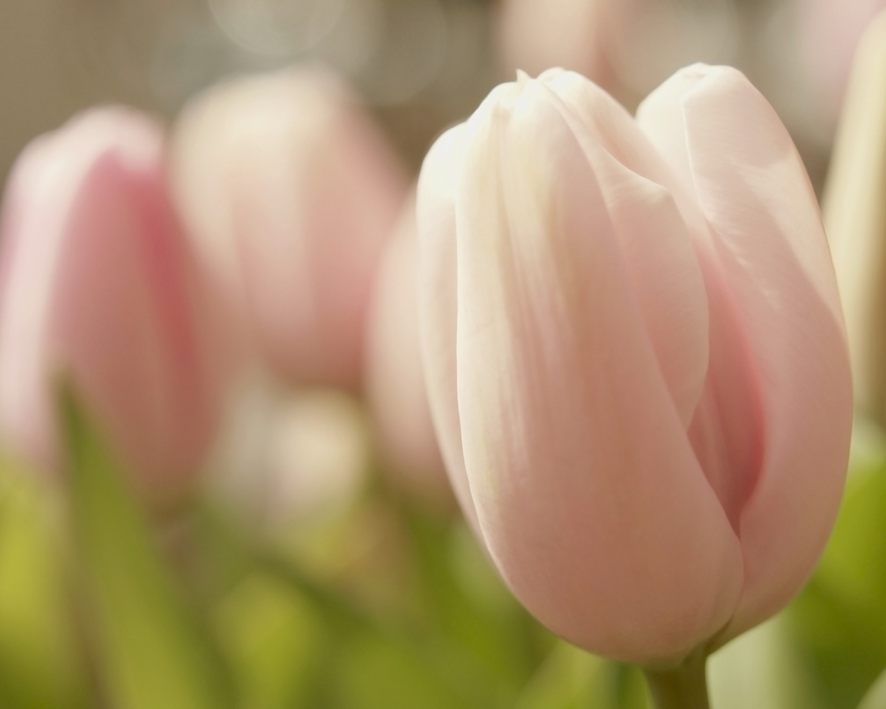 Розовые тюльпаны