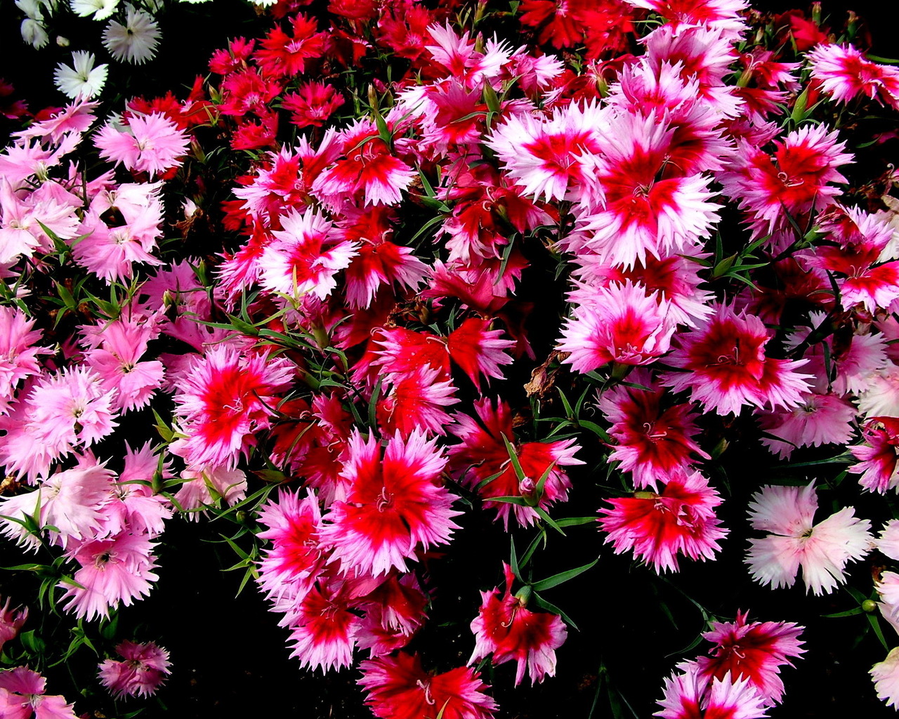 Колючие цветочки