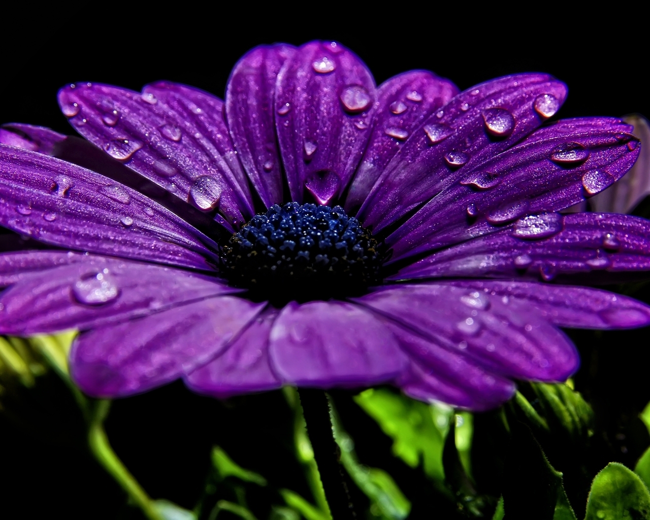 Фиолетовый цветок