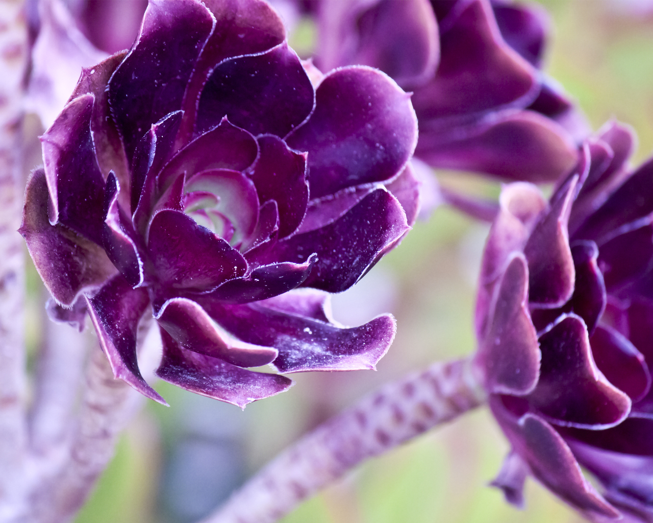 Фиолетовые цветы