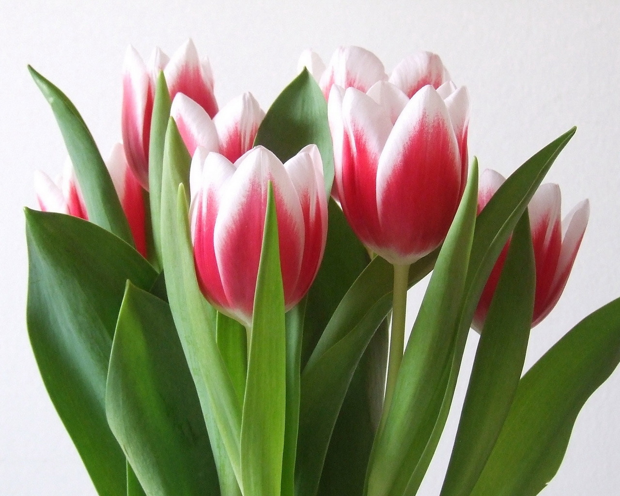 Алые тюльпаны