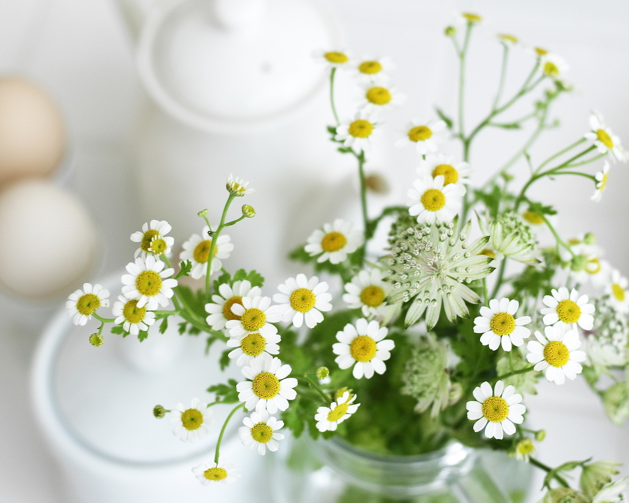 Маленькие ромашки