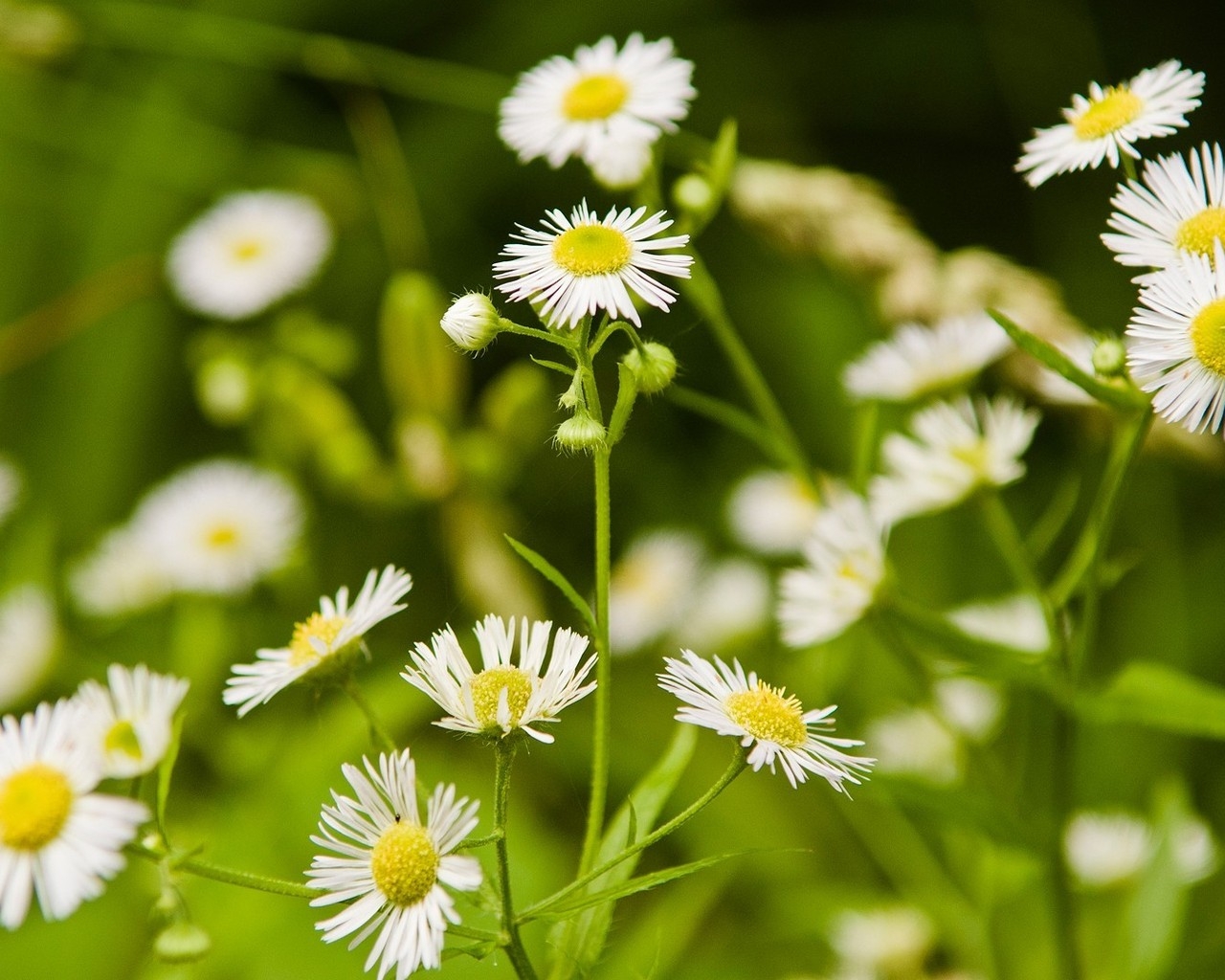 Мелкие ромашки